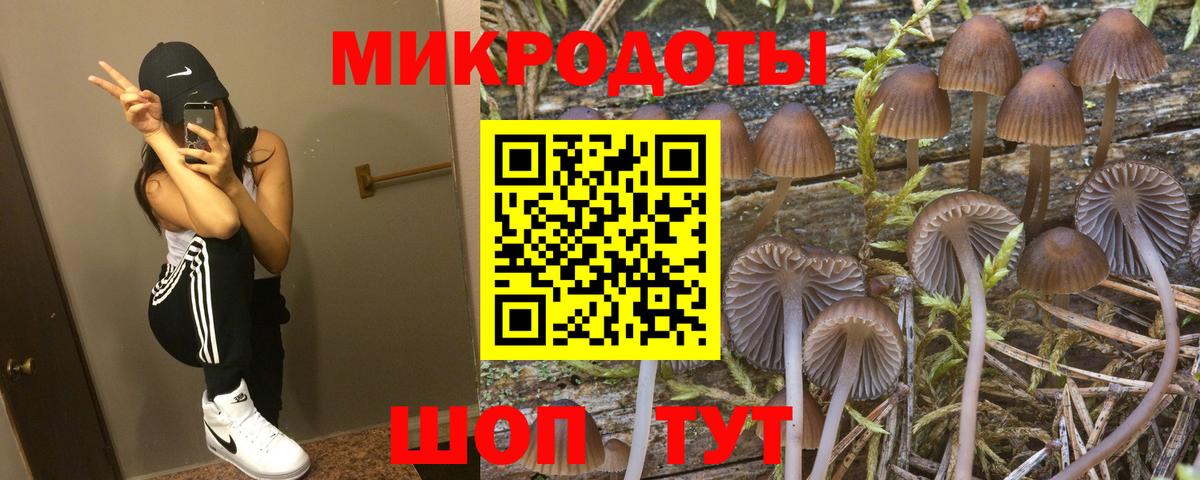 Галлюциногенные грибы Psilocybe Клинцы